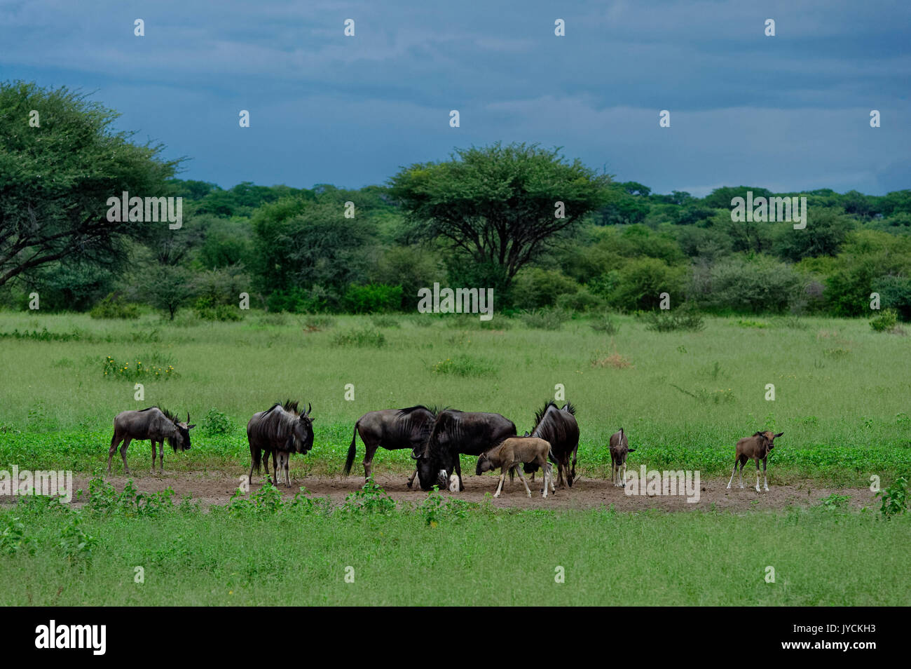 Guest and hunting farm Wildacker: Blue wildebeest with calves (Connochaetes taurinus) at salt lick in savanna in Kalahari, Namibia Stock Photo