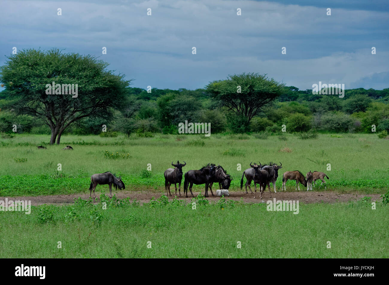 Guest and hunting farm Wildacker: Blue wildebeest with calves (Connochaetes taurinus) at salt lick in savanna in Kalahari, Nambia Stock Photo