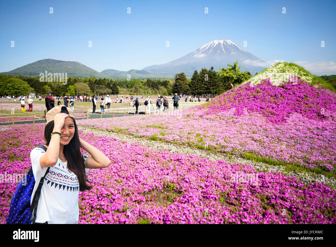 fuji river lake, japan, May,21 2016 : Japan Shibazakura Festival with the field of pink moss of Sakura or cherry blossom with Mountain Fuji in backgro Stock Photo