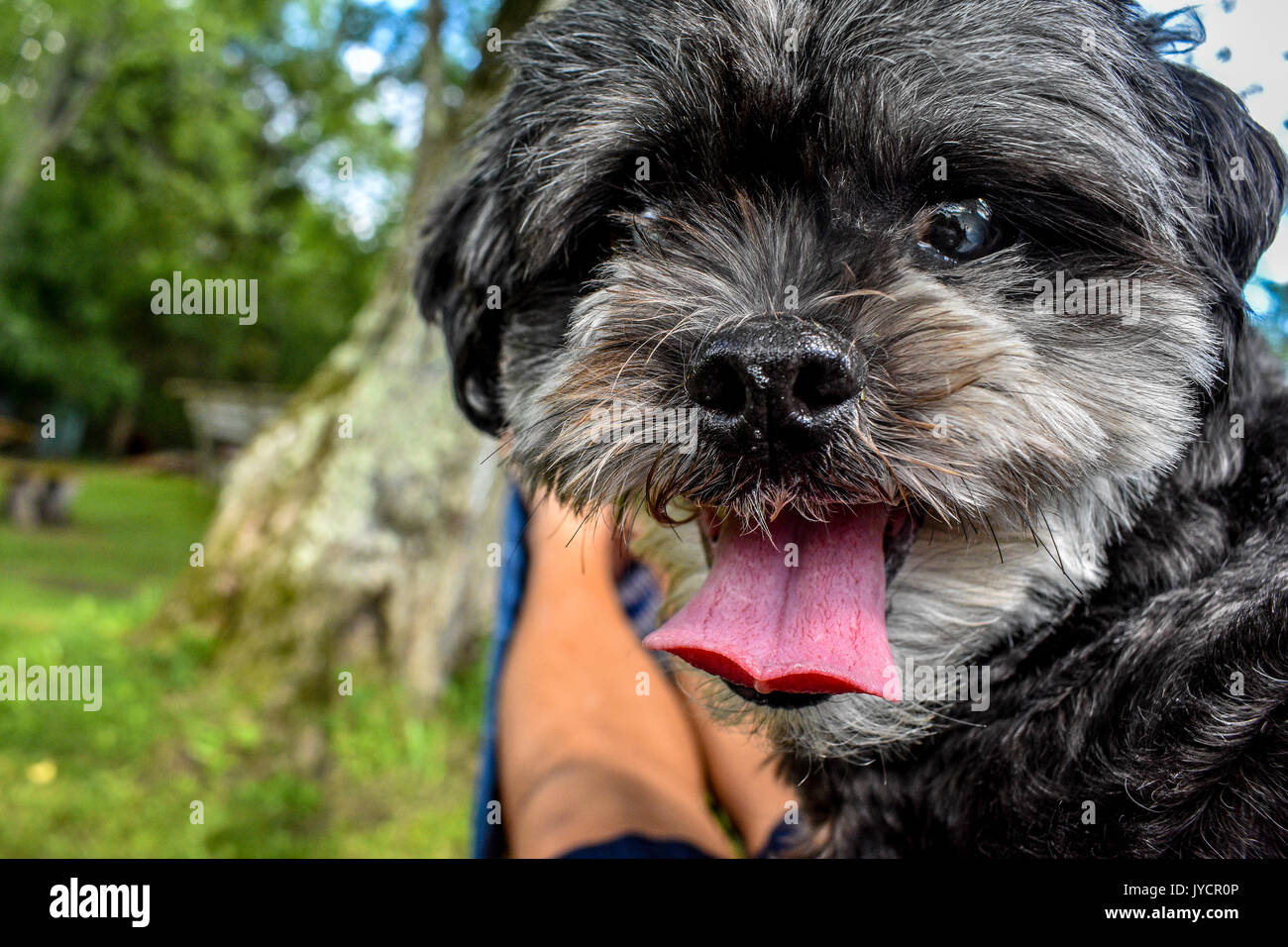 small dog excited in nature Stock Photo Alamy