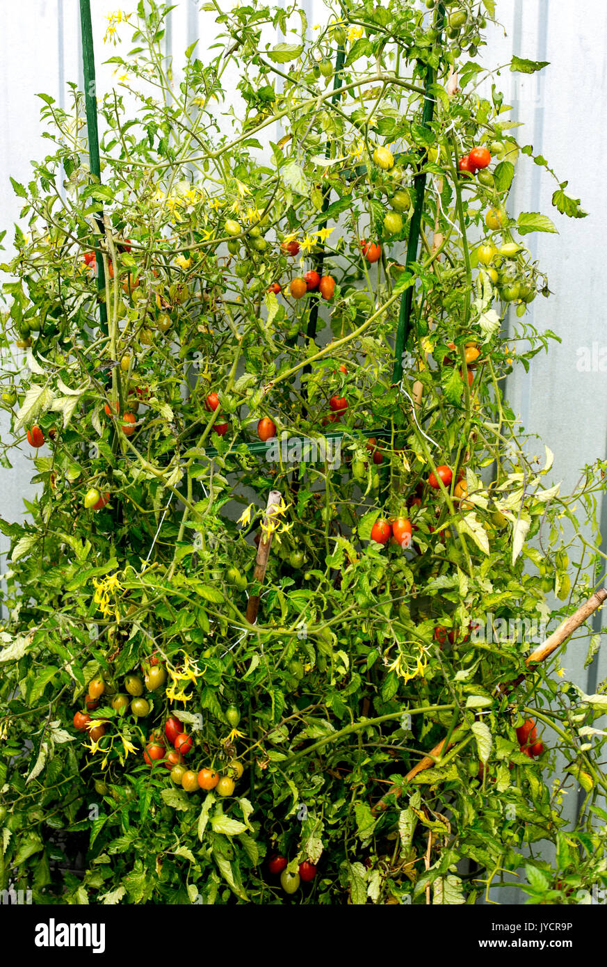 Plant of cherry tomatoes (Solanum lycopersicum var. cerasiforme) growing in a pot and showing plenty od green, yellow and red cherry like tomatoes. Stock Photo