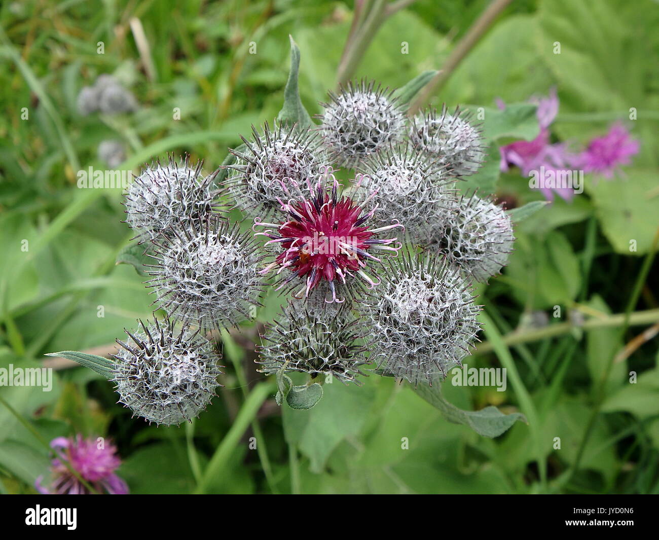 Flowering Great Burdock, (Arctium lappa) Stock Photo