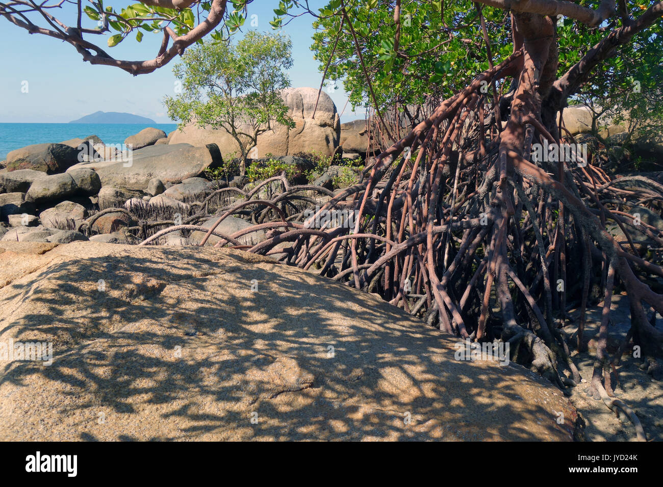 Mangroves along the Yarrabah coast with Fitzroy Island on the horizon, near Cairns, Queensland, Australia Stock Photo