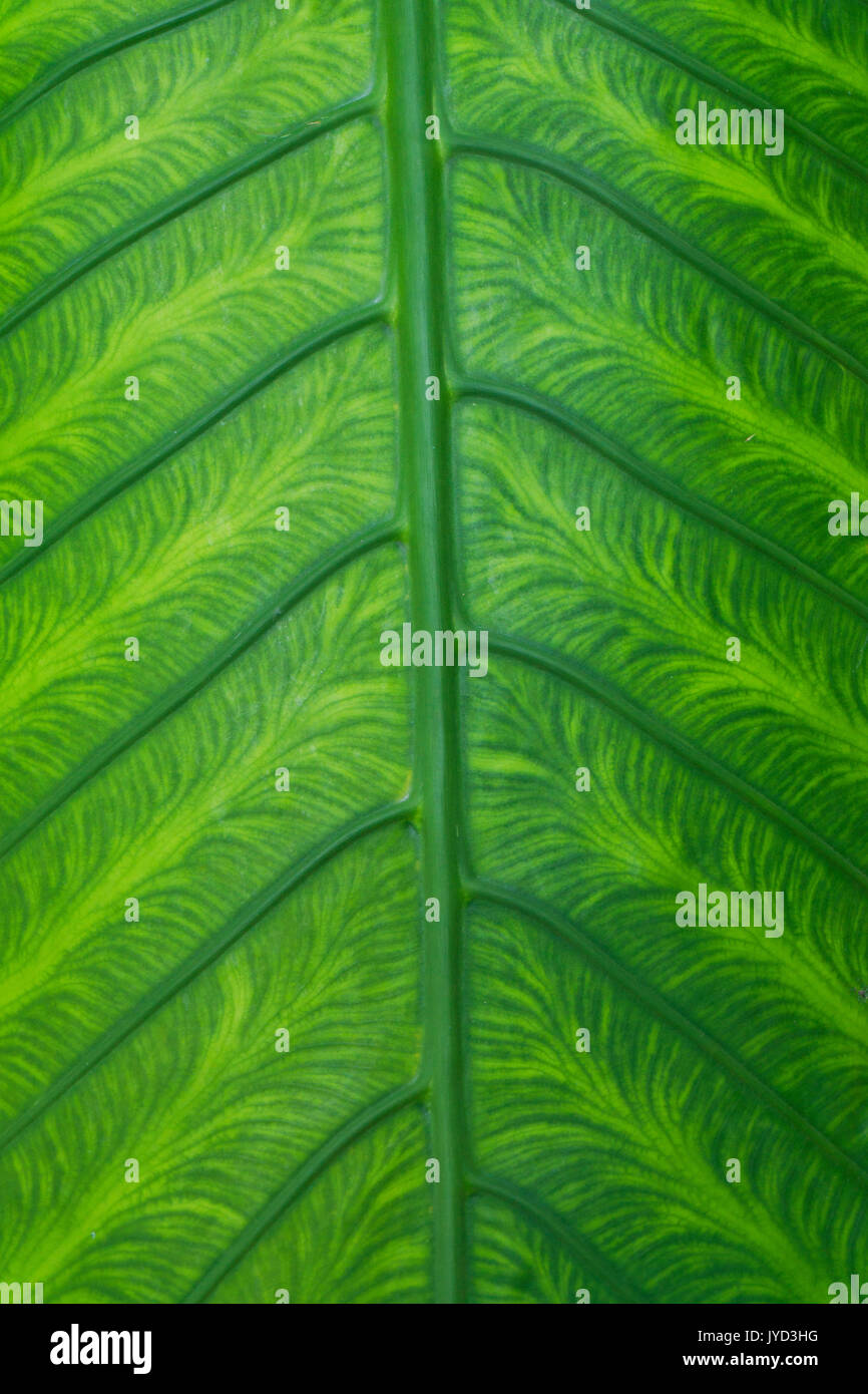 Tropical green leaf background Stock Photo Alamy