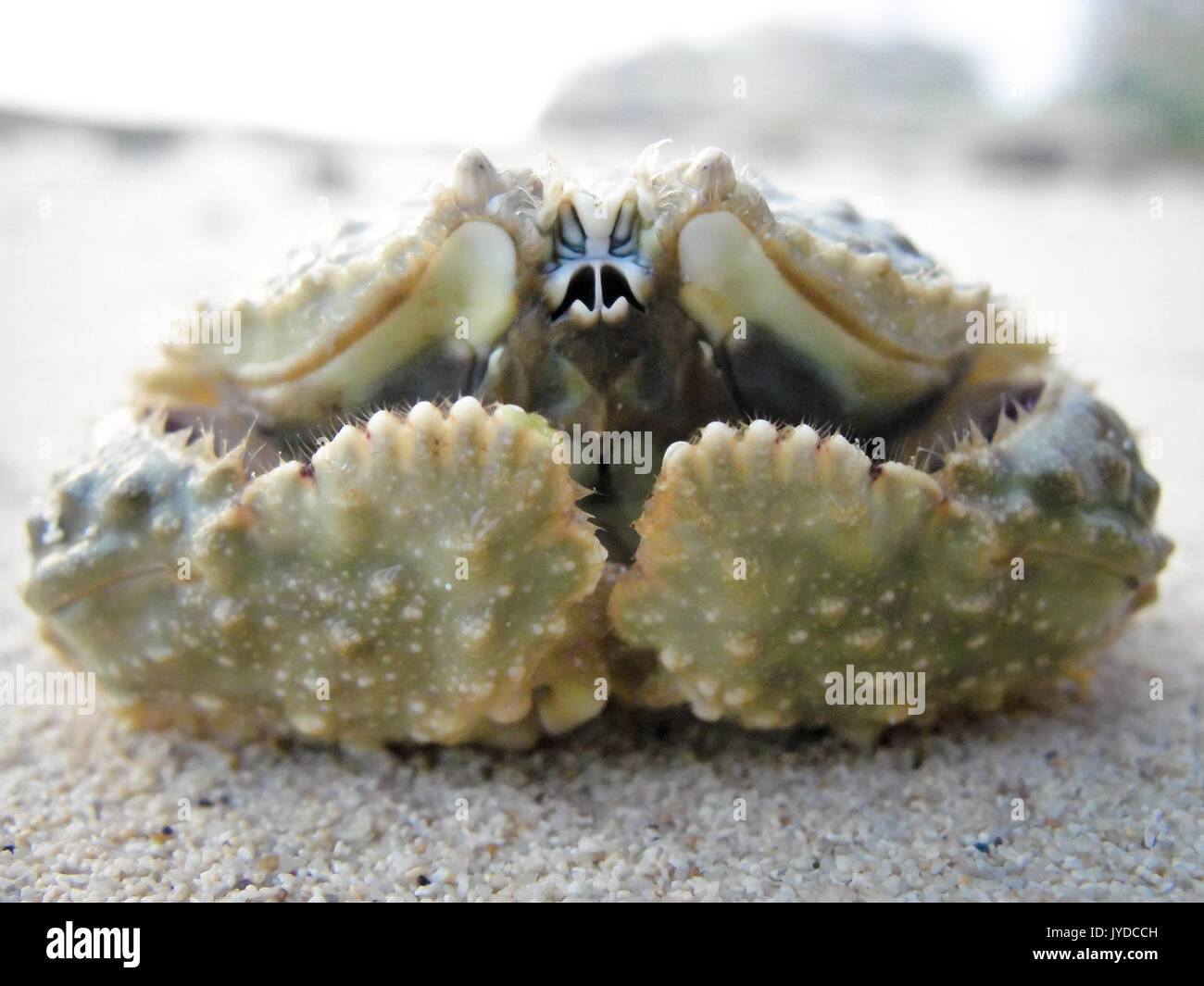 Box crab close-up Stock Photo