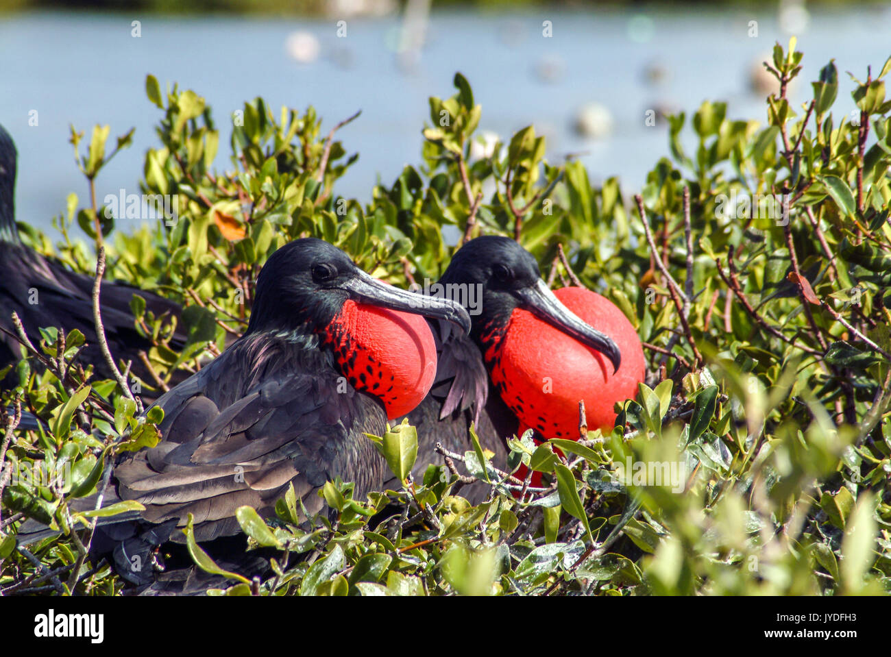 Take a boat ride to the Frigate Bird Sanctuary in the Codrington Lagoon