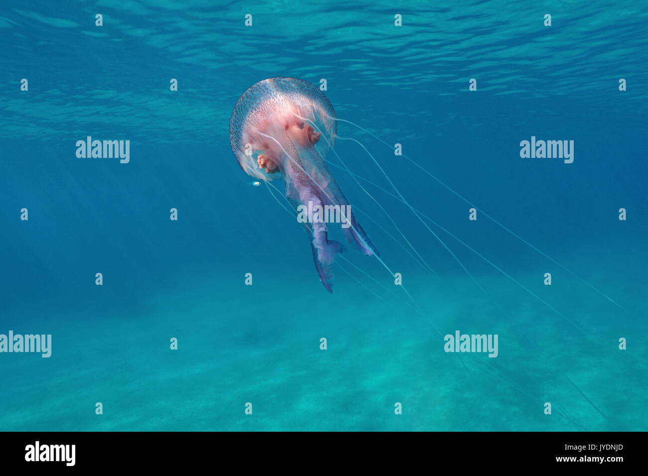 A mauve stinger jellyfish Pelagia noctiluca underwater close to water surface in the Mediterranean sea, Calabira,Tropea, Italy Stock Photo