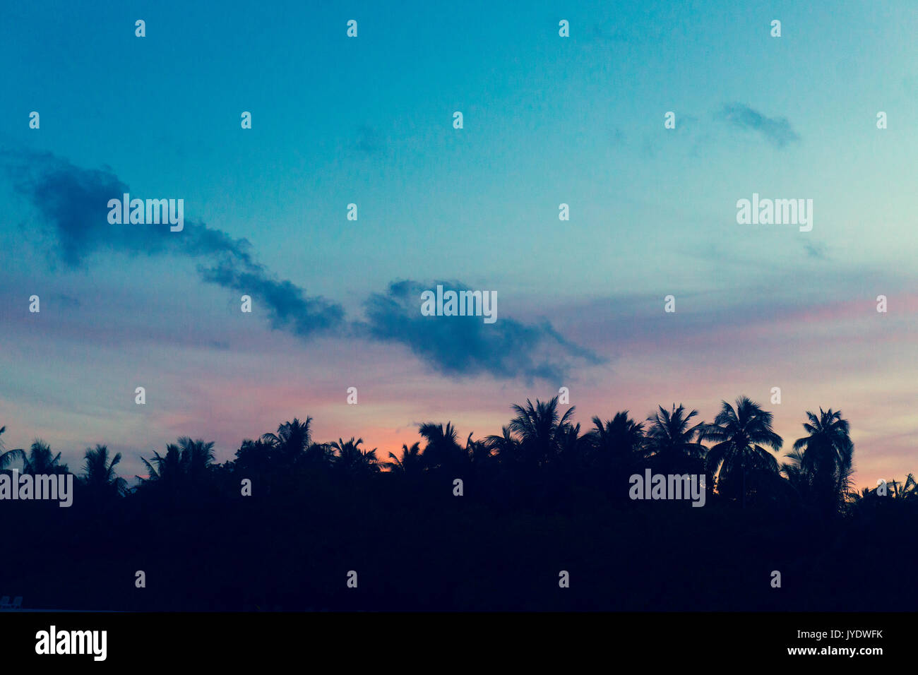 Palm trees silhouette against sunset sky Stock Photo - Alamy