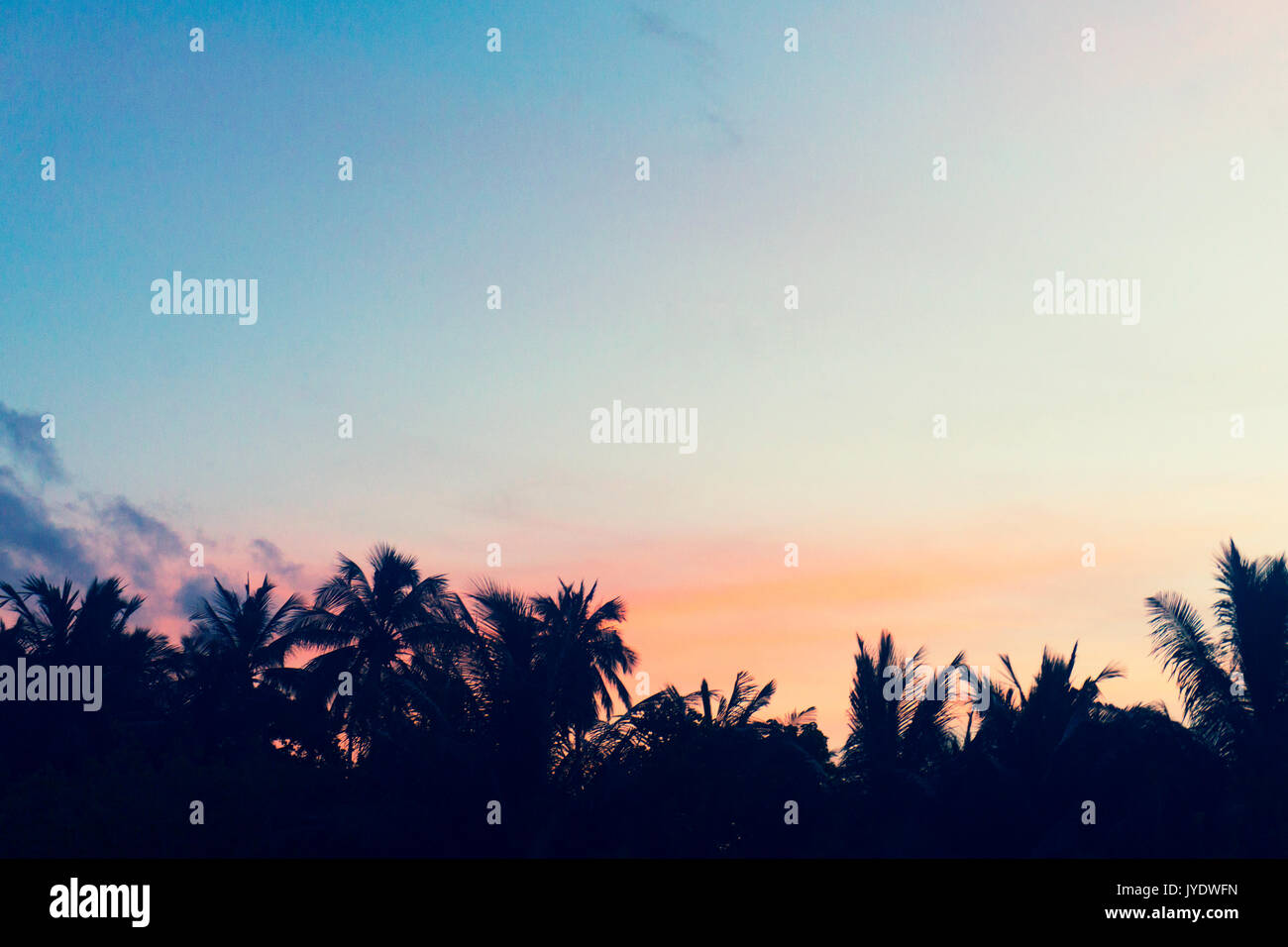 Palm trees silhouette against sunset sky Stock Photo - Alamy