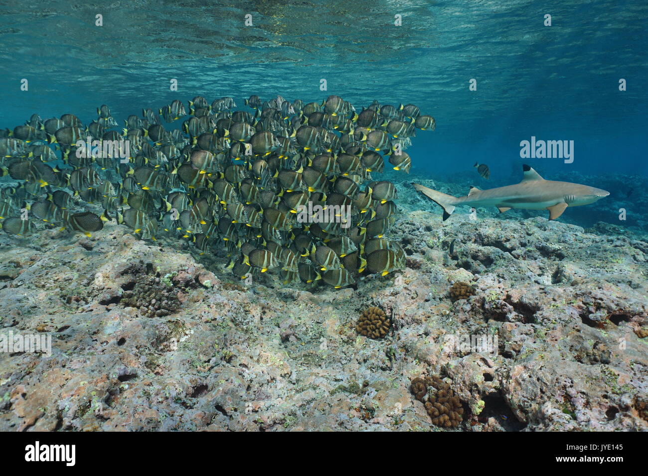 A school of tropical fish whitespotted surgeonfish follow a blacktip reef shark, underwater Pacific ocean, French Polynesia Stock Photo