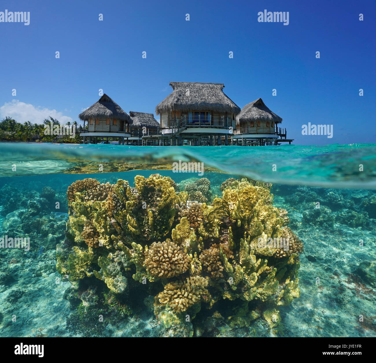 Above and below sea surface, tropical bungalows overwater with corals underwater, French Polynesia, Tikehau atoll, Pacific ocean Stock Photo