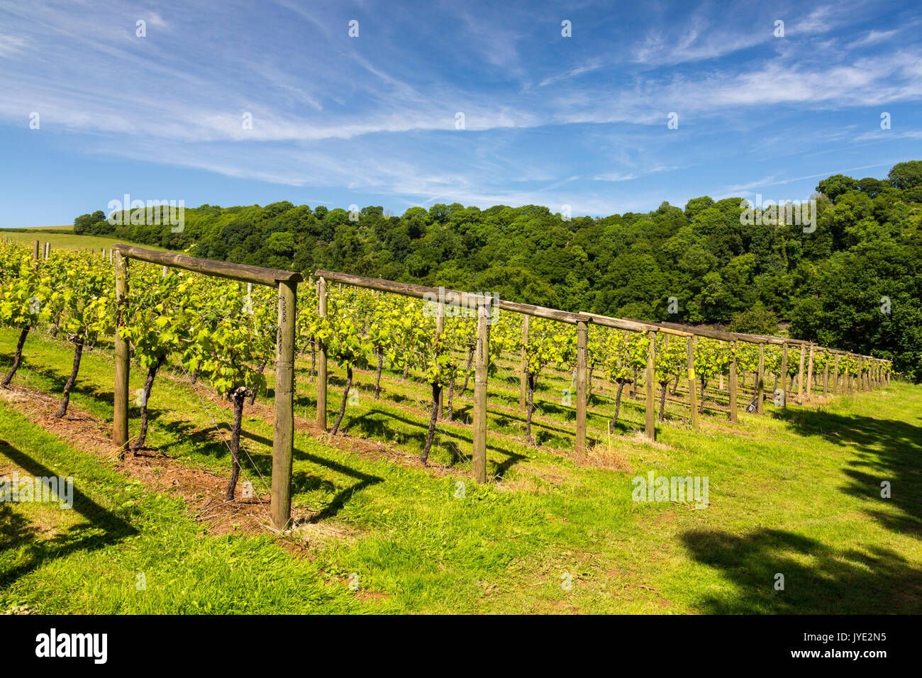 Rows of grapevines above the River Dart at Sharpham vineyard, Devon, England, UK Stock Photo
