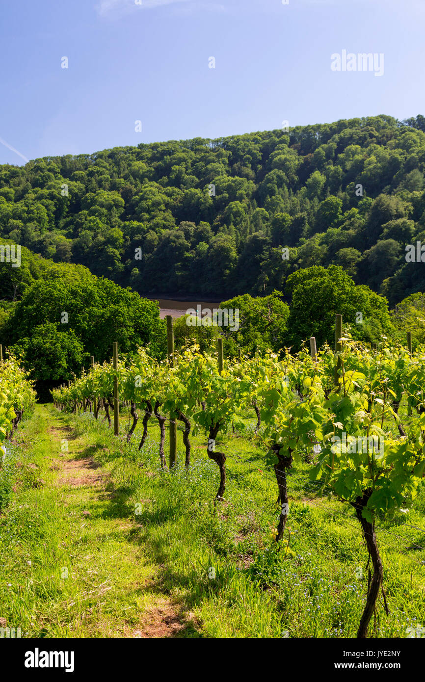 Rows of grapevines above the River Dart at Sharpham vineyard, Devon, England, UK Stock Photo