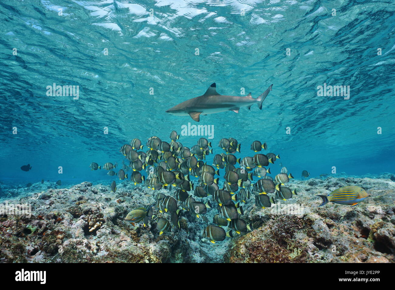 Underwater life a school of fish whitespotted surgeonfish with a blacktip reef shark, Pacific ocean, French Polynesia Stock Photo