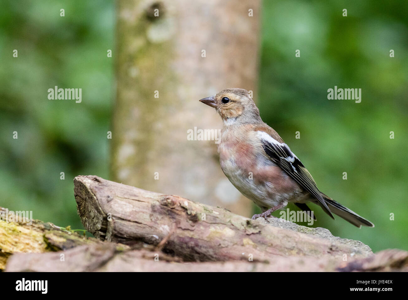 A female chaffinch foraging in a garden in mid Wales Stock Photo