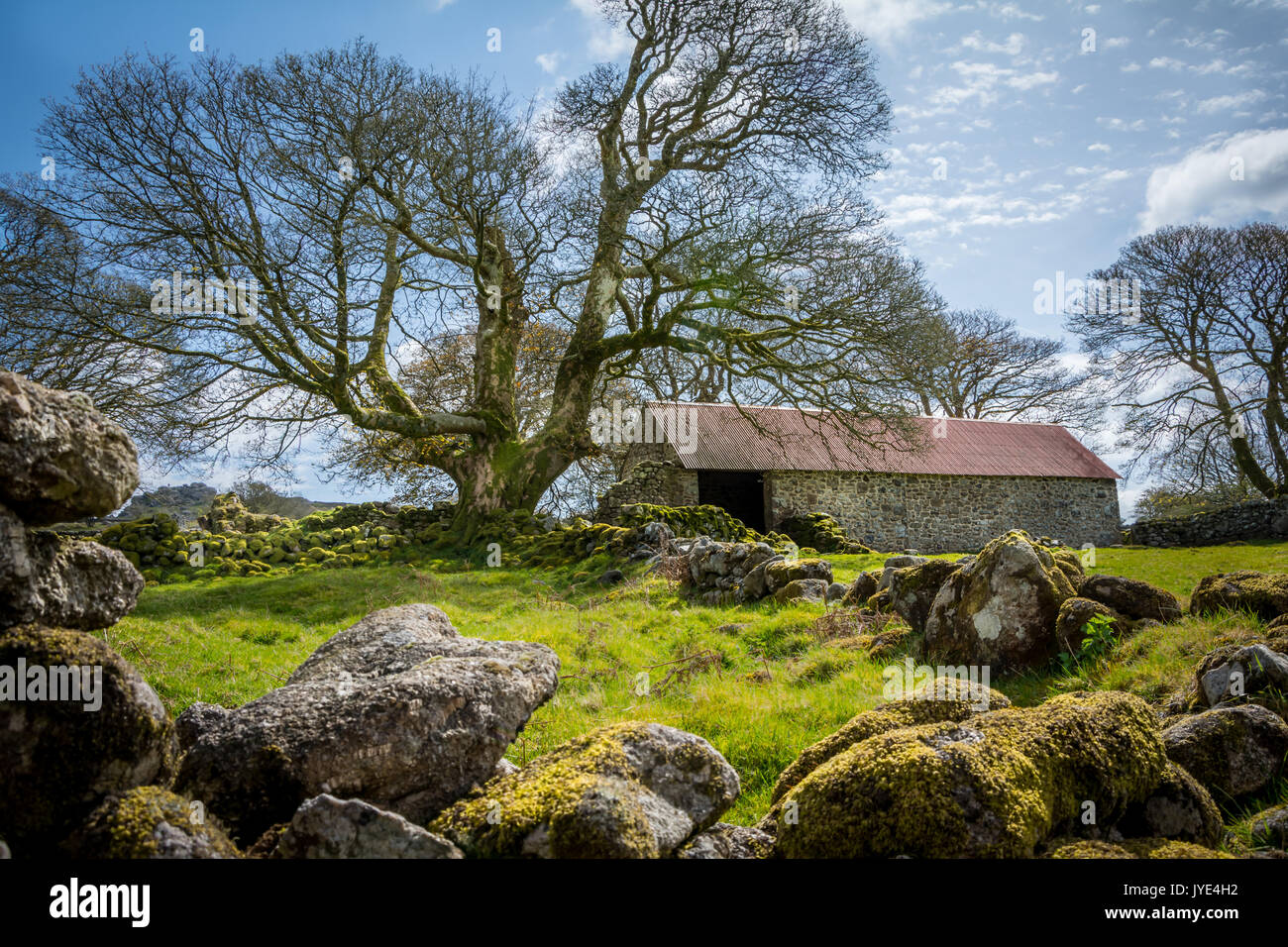 Emworthy Farm's abandoned barn in Dartmoor National Park, England, UK