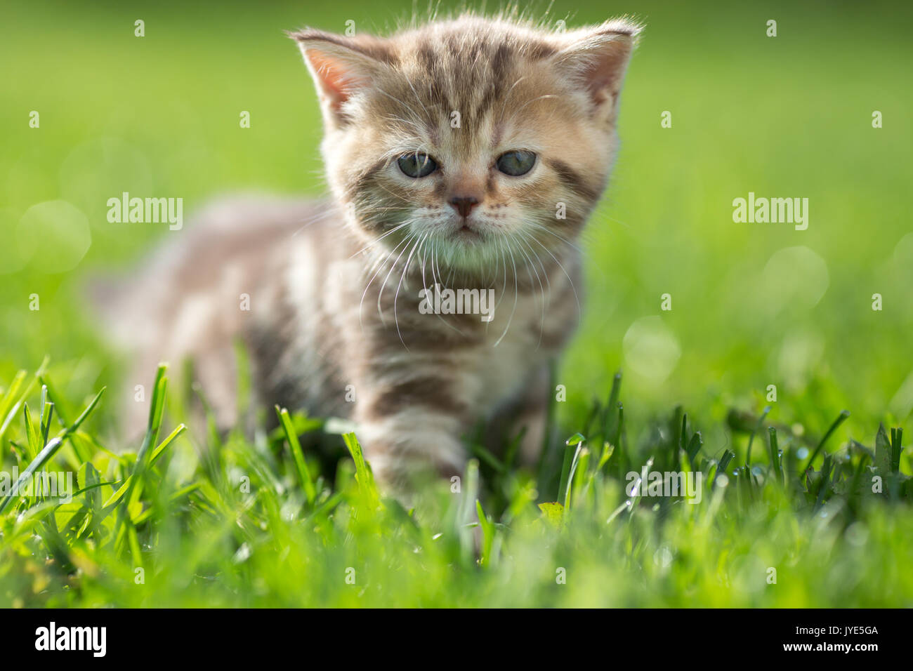 Little cat standing in green grass outdoor Stock Photo