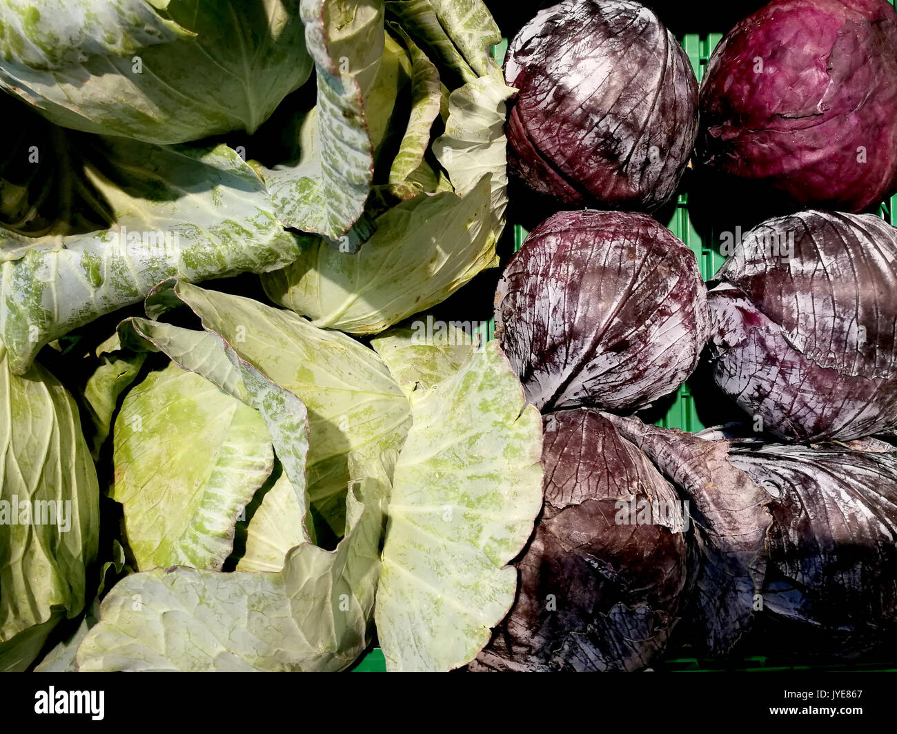 Green and purple cabbages on the market Stock Photo Alamy