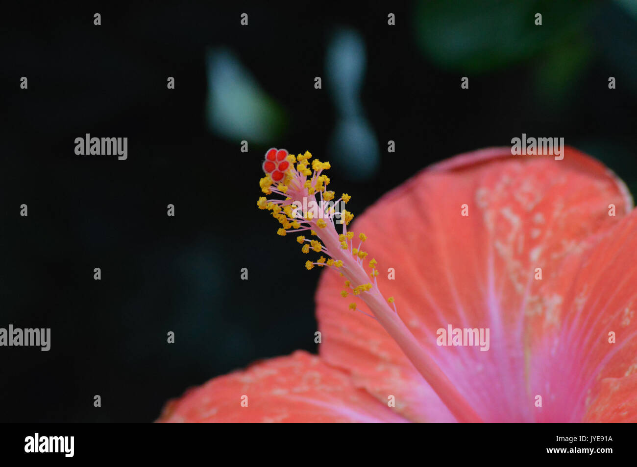 Pistil yellow hibiscus flower hi-res stock photography and images - Alamy