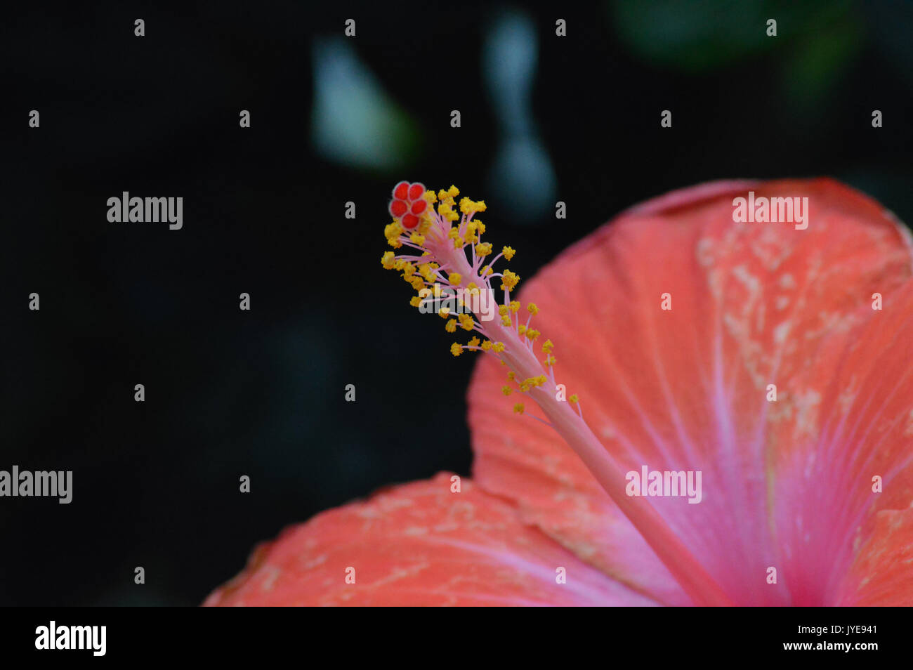 Hibiscus flower center close hi-res stock photography and images - Alamy