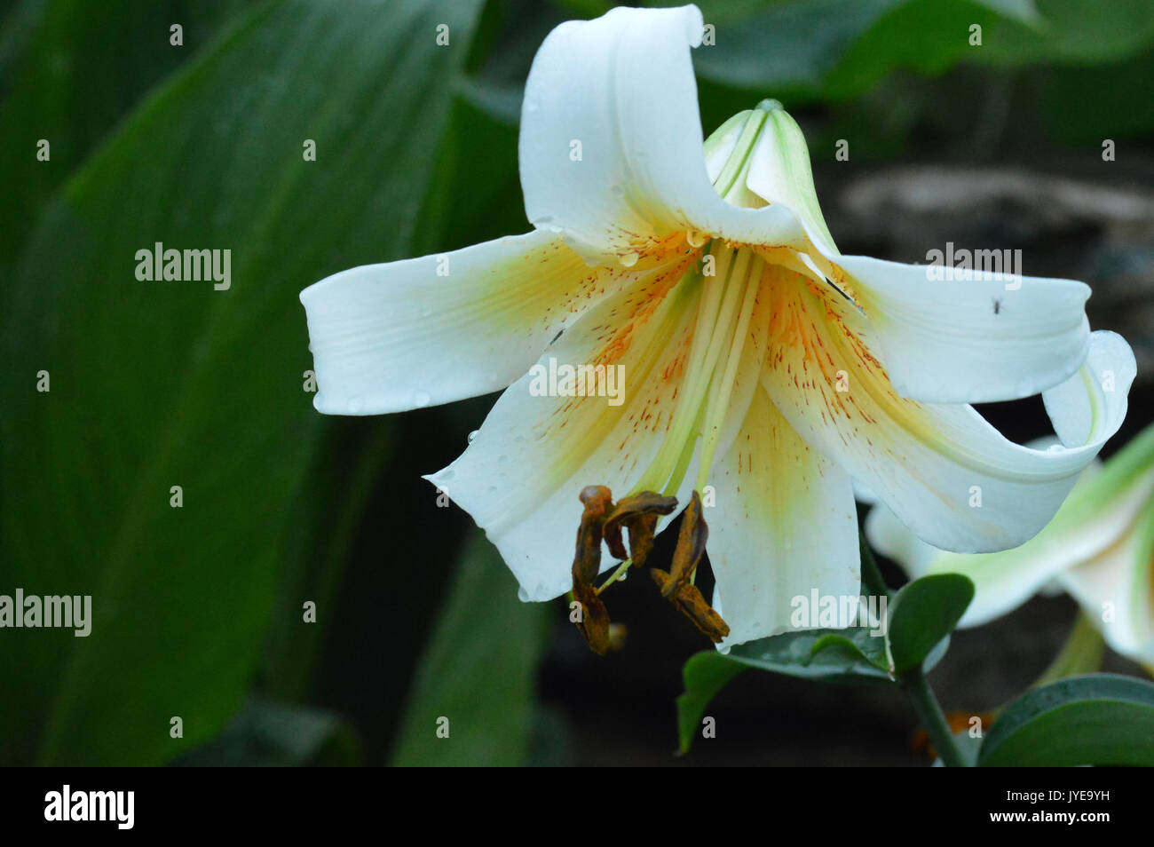 White asiatic lily flower hi-res stock photography and images - Alamy