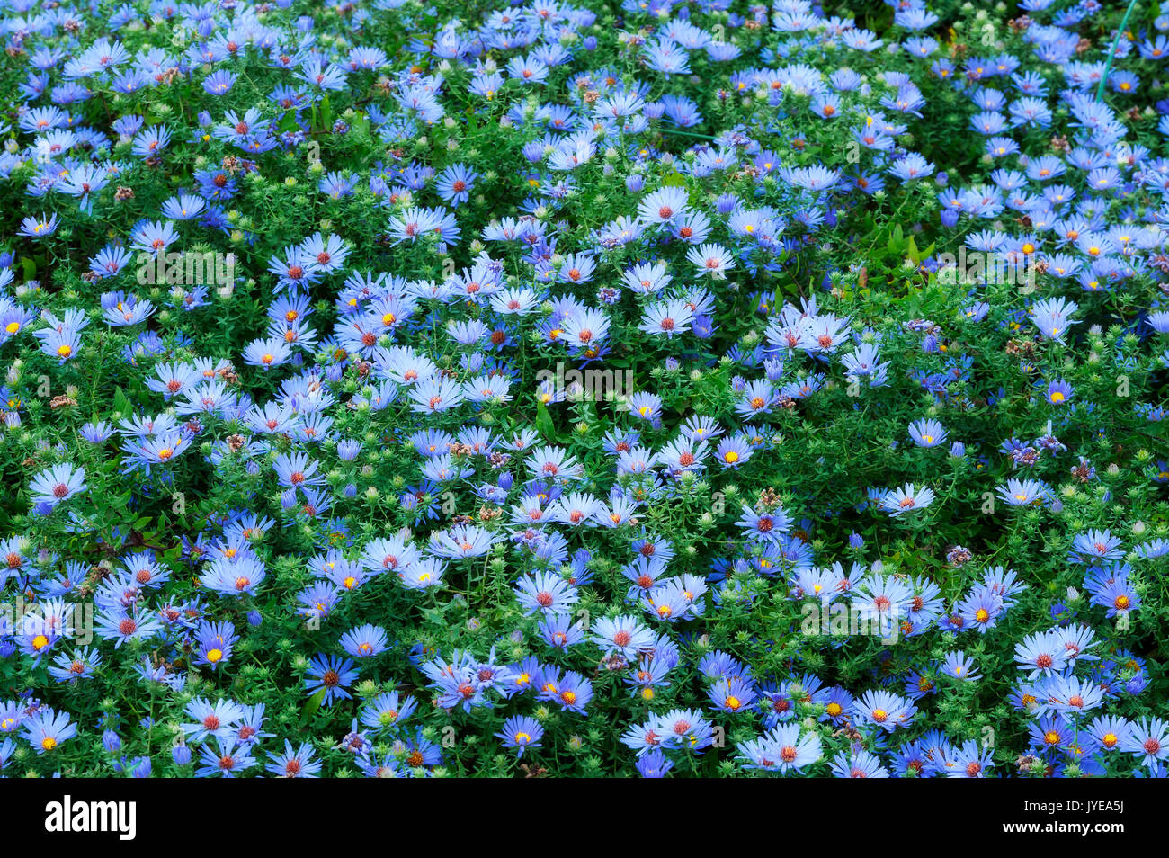 Field of blue daisies in bloom, Felicia amelloides Stock Photo