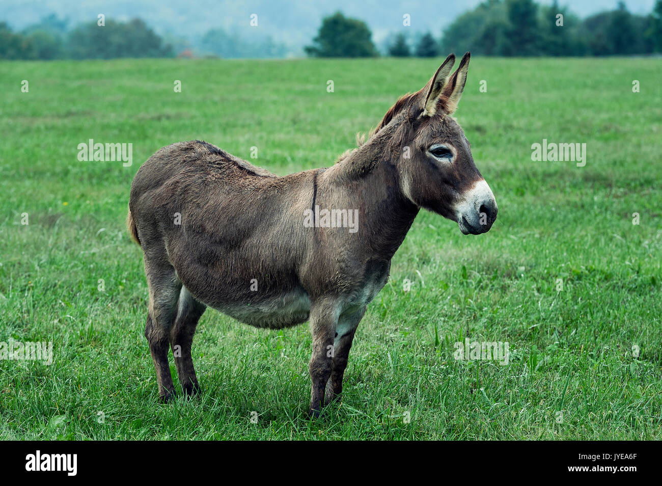 Donkey Stock Photo