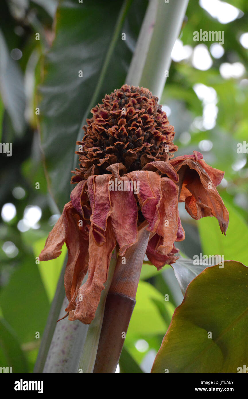 Red Torch Ginger Stock Photo Alamy