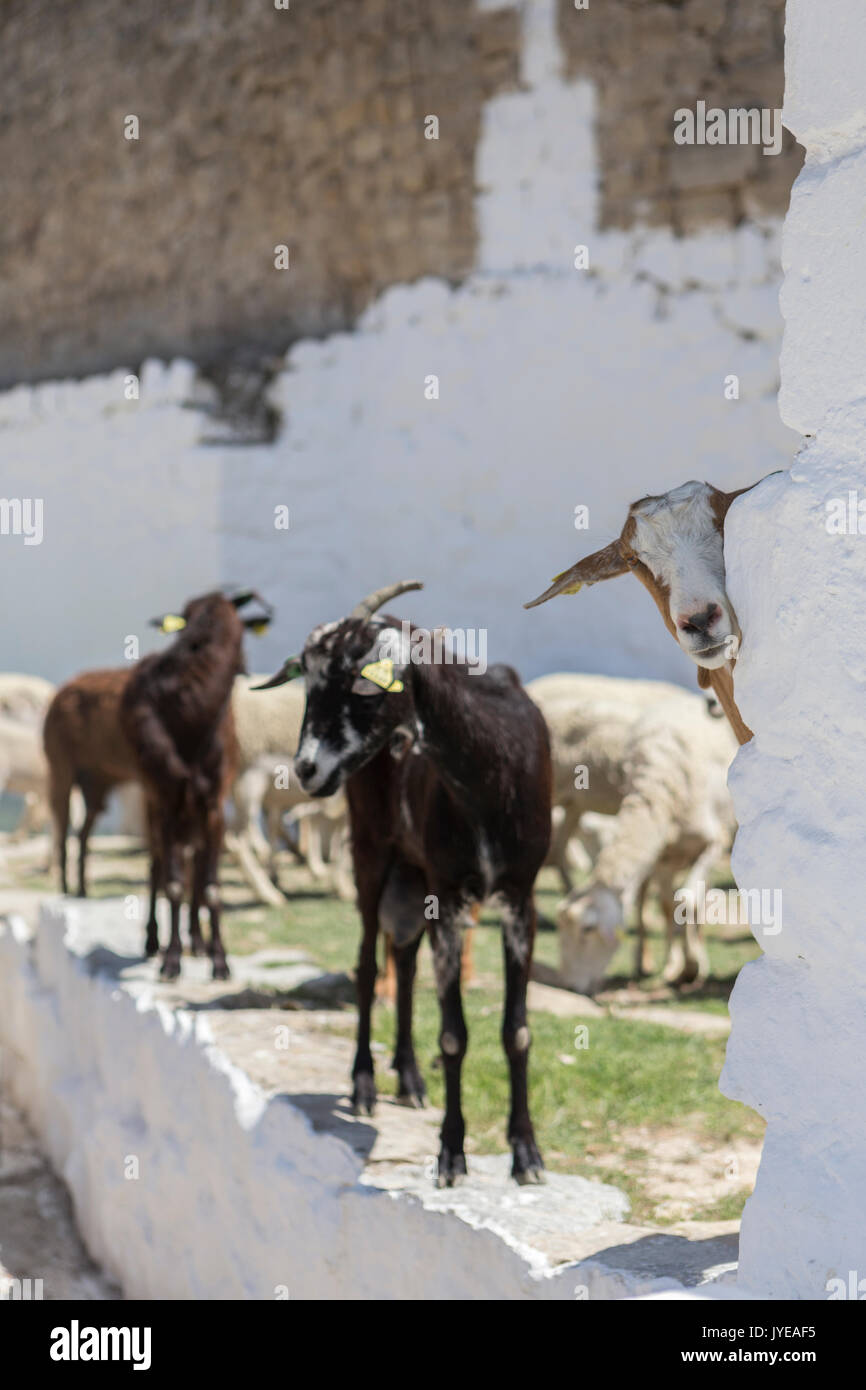 Herd of goats drinking water in a watering hole next to the castle of Sabiote in Andalucia, Spain Stock Photo