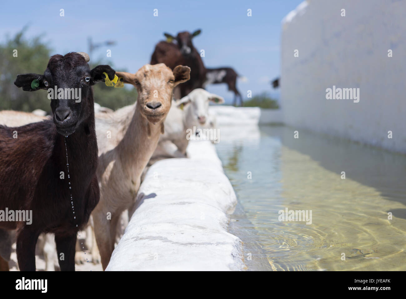 Herd of goats drinking water in a watering hole next to the castle of Sabiote in Andalucia, Spain Stock Photo
