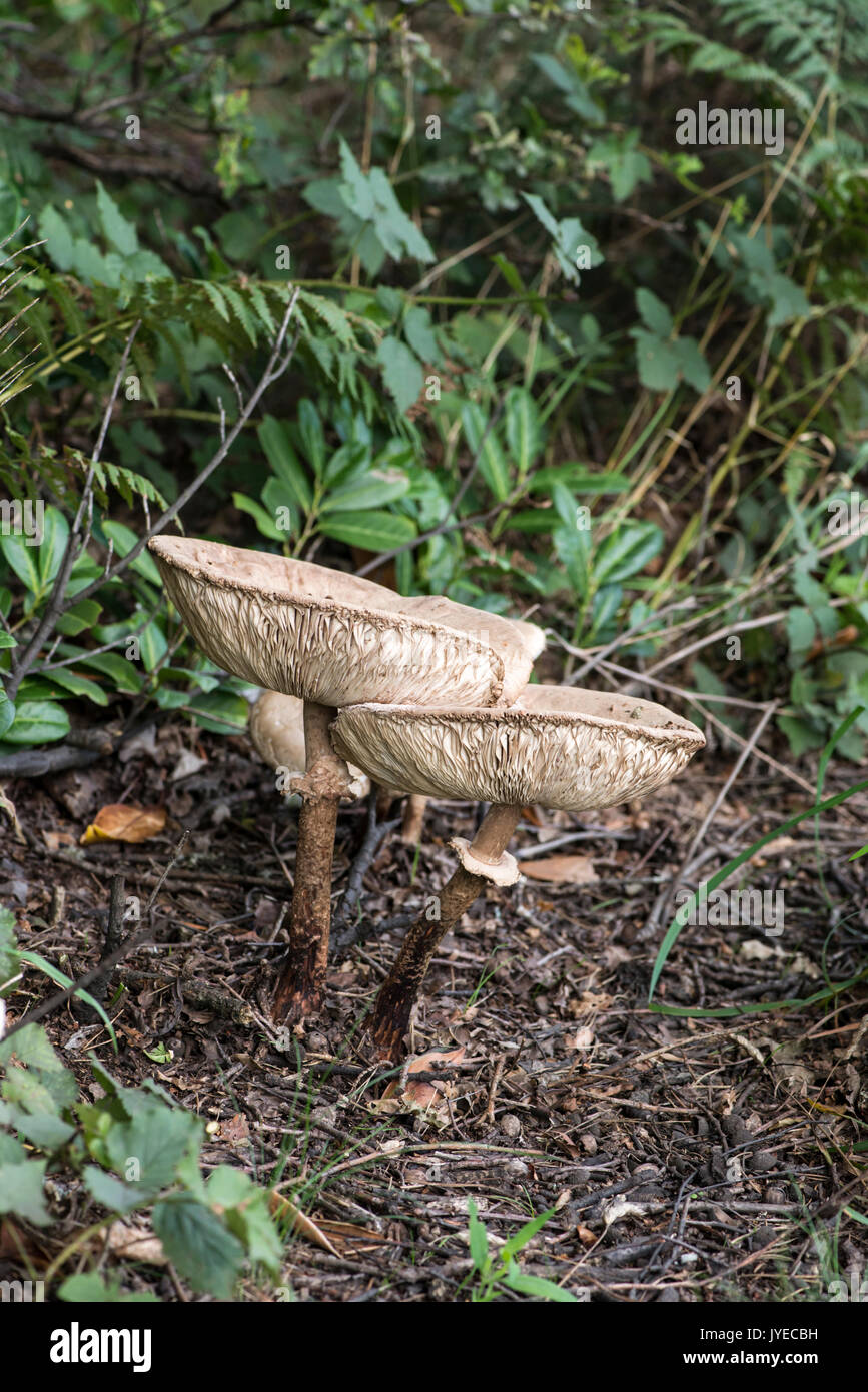 Parasol (Macrolepiota procera) Stock Photo