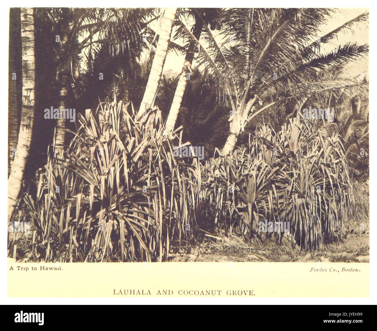 STODDARD(1892) pg83 Lauhala and Cocoanut Grove Stock Photo