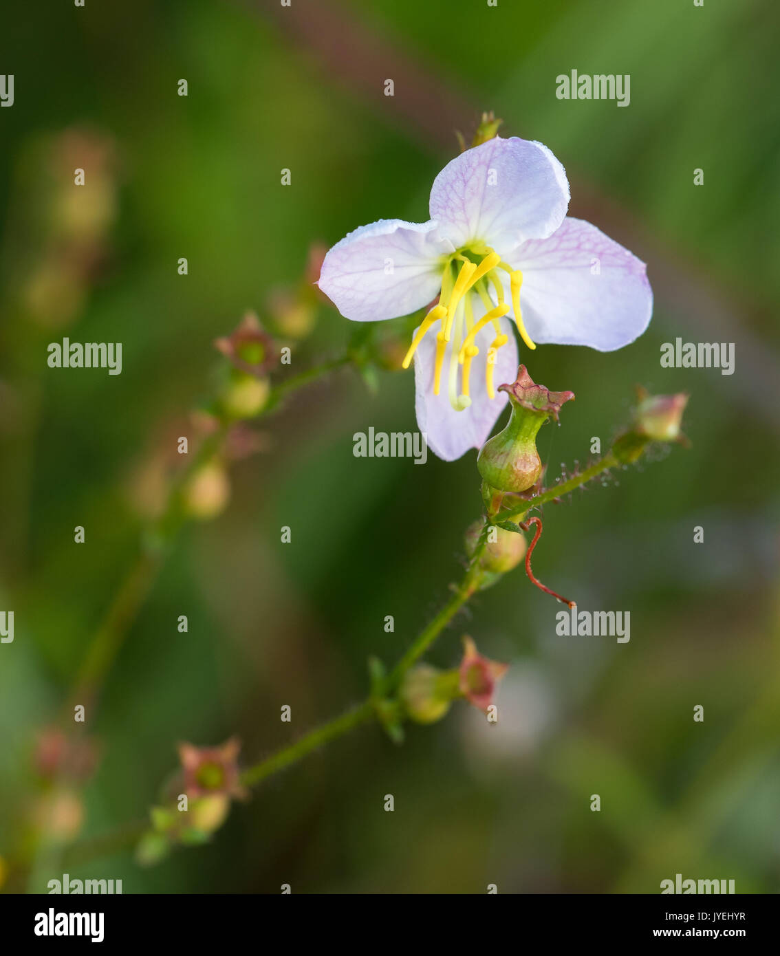 Maryland Meadow Beauty (Rhexia mariana L.) is a perennial wildflower native to the southeastern United States.  The flower blooms in June, July, and August.  It reaches 2.5 feet tall and generally grows in moist areas. Stock Photo