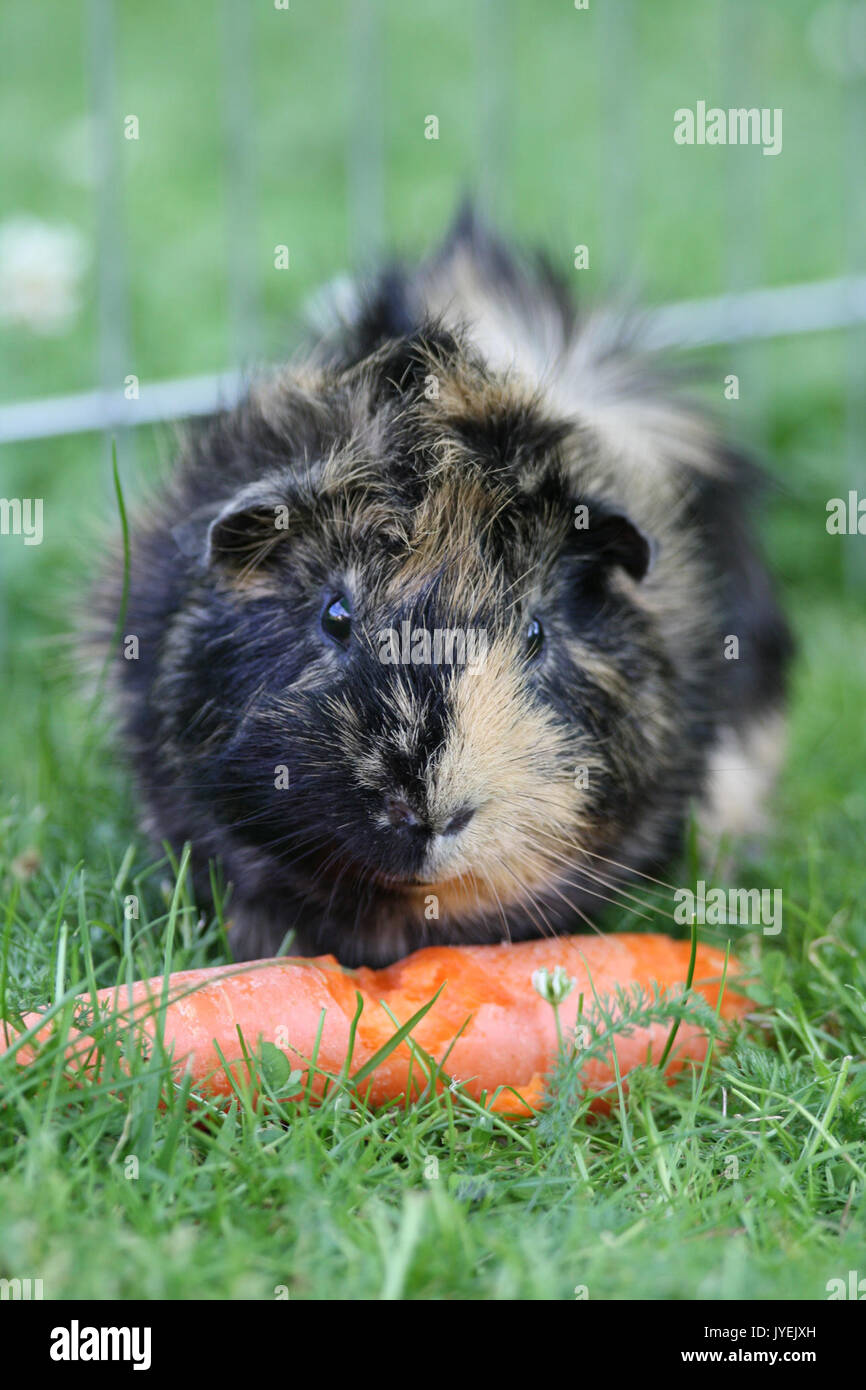 A Guinea pig and its carrot Stock Photo - Alamy