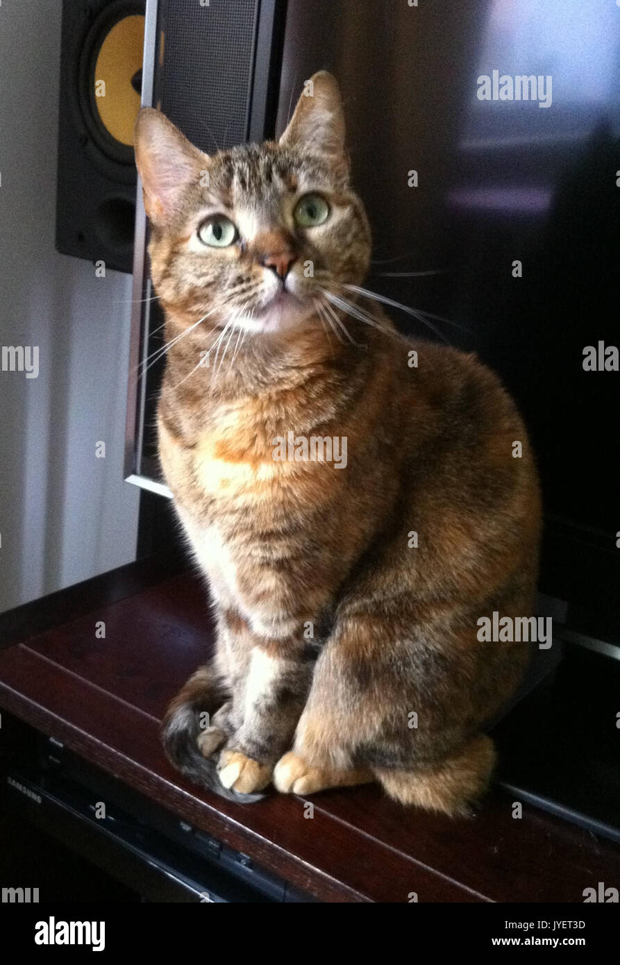 A Domestic Shorthair Tortie Tabby Cat Stock Photo - Alamy