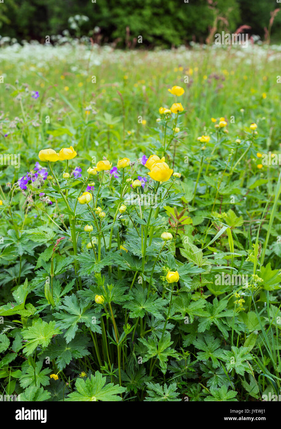 Globeflower (Trollius europaeus) Stock Photo