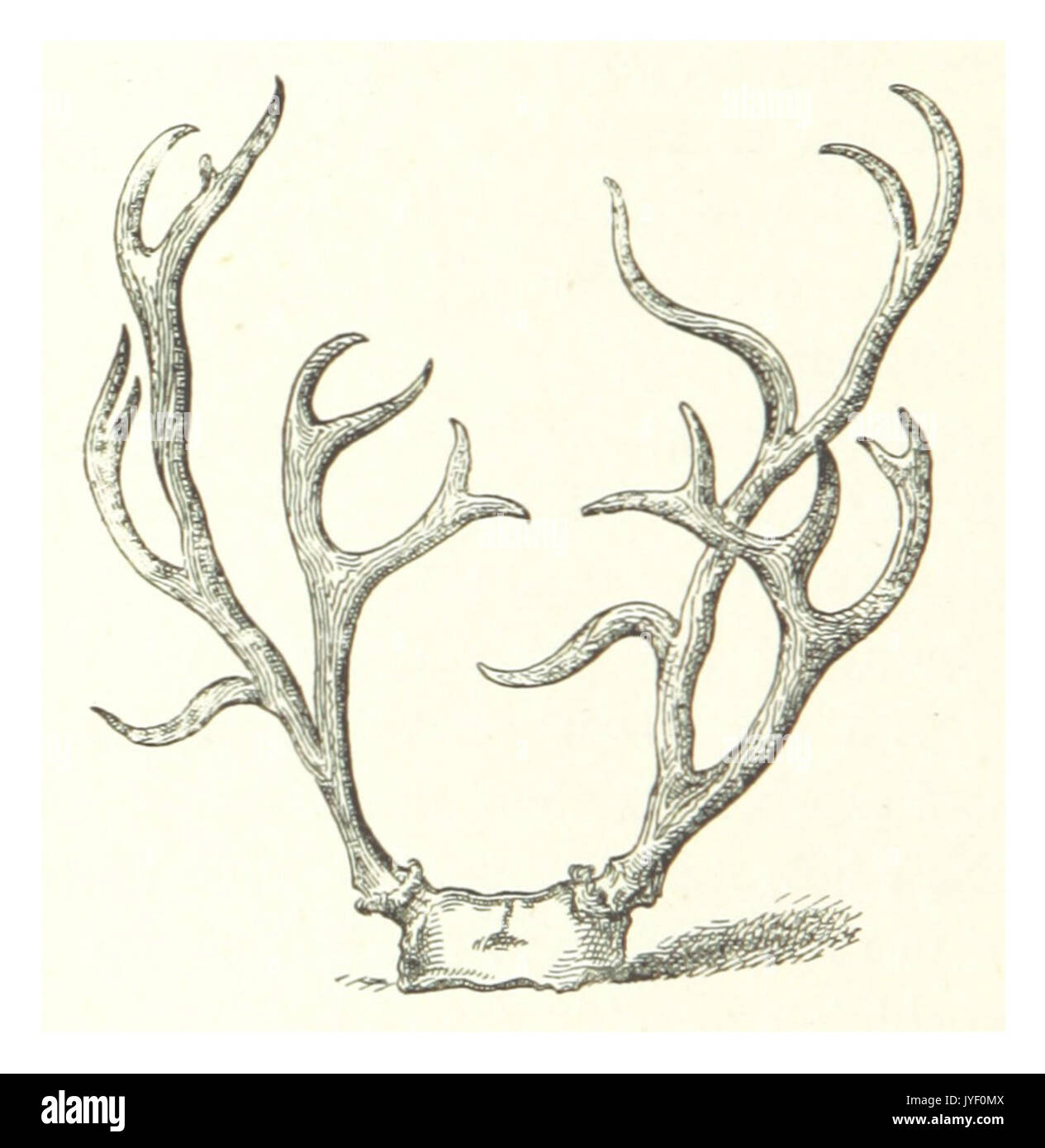 MACKINNON(1878) p150 FEMALE REINDEER HORNS (A EXTREMLY FINE PAIR) Stock Photo