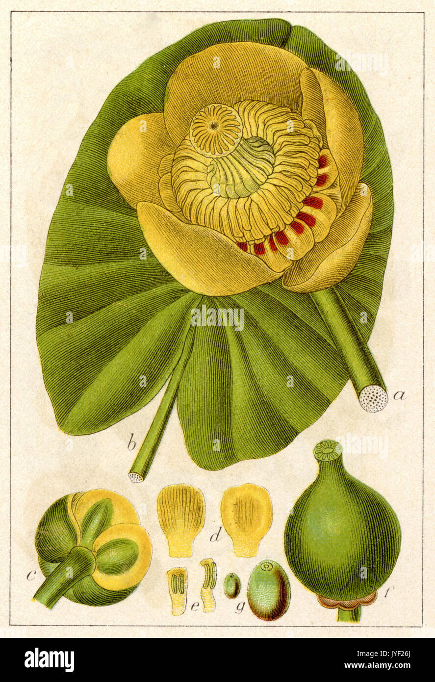 Brandy bottle water lily hires stock photography and images Alamy