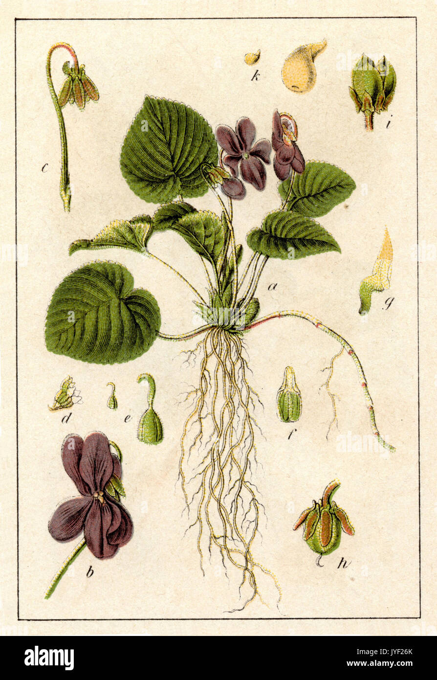 Violet; wood violet; sweet violet, English violet, common violet Stock