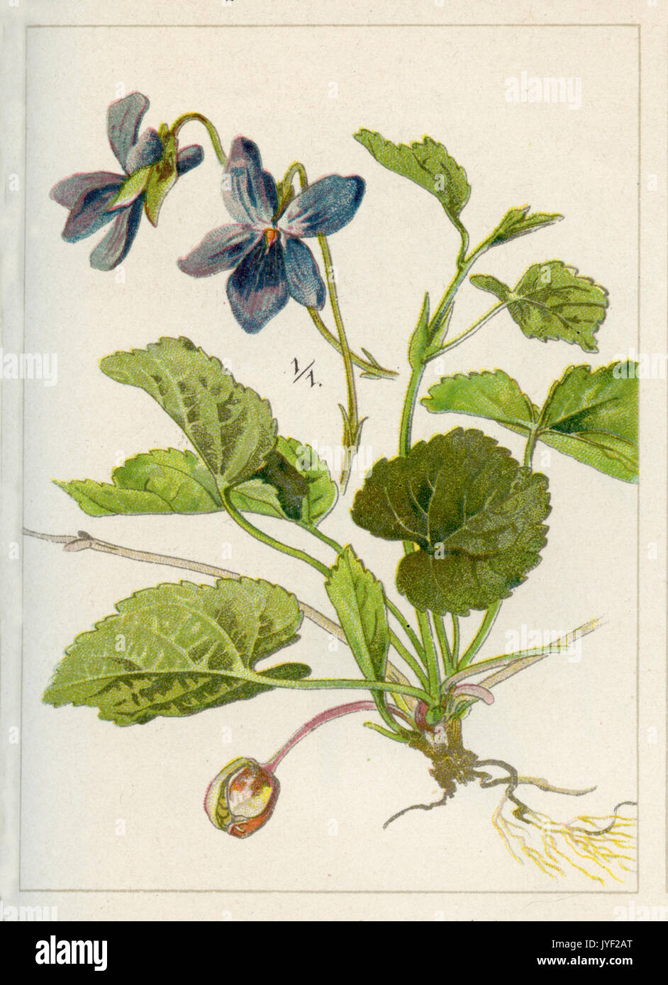 Violet; wood violet; sweet violet, English violet, common violet Stock