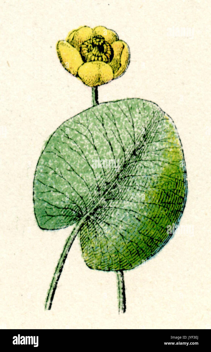yellow Water-lily, Brandy-Bottle Stock Photo