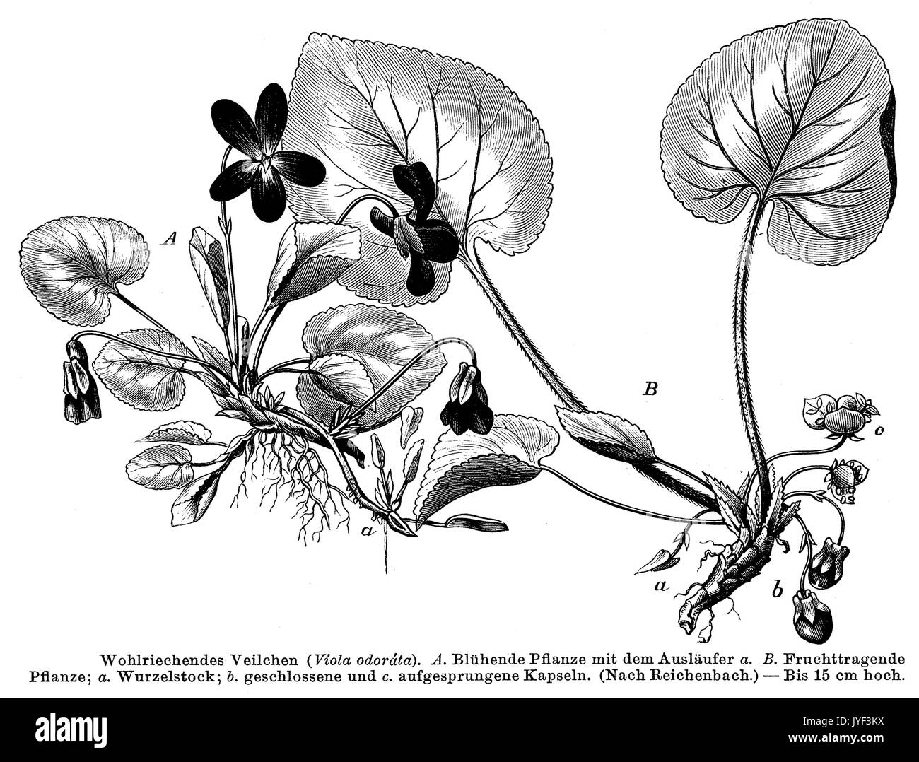 Violet; wood violet; sweet violet, English violet, common violet Stock