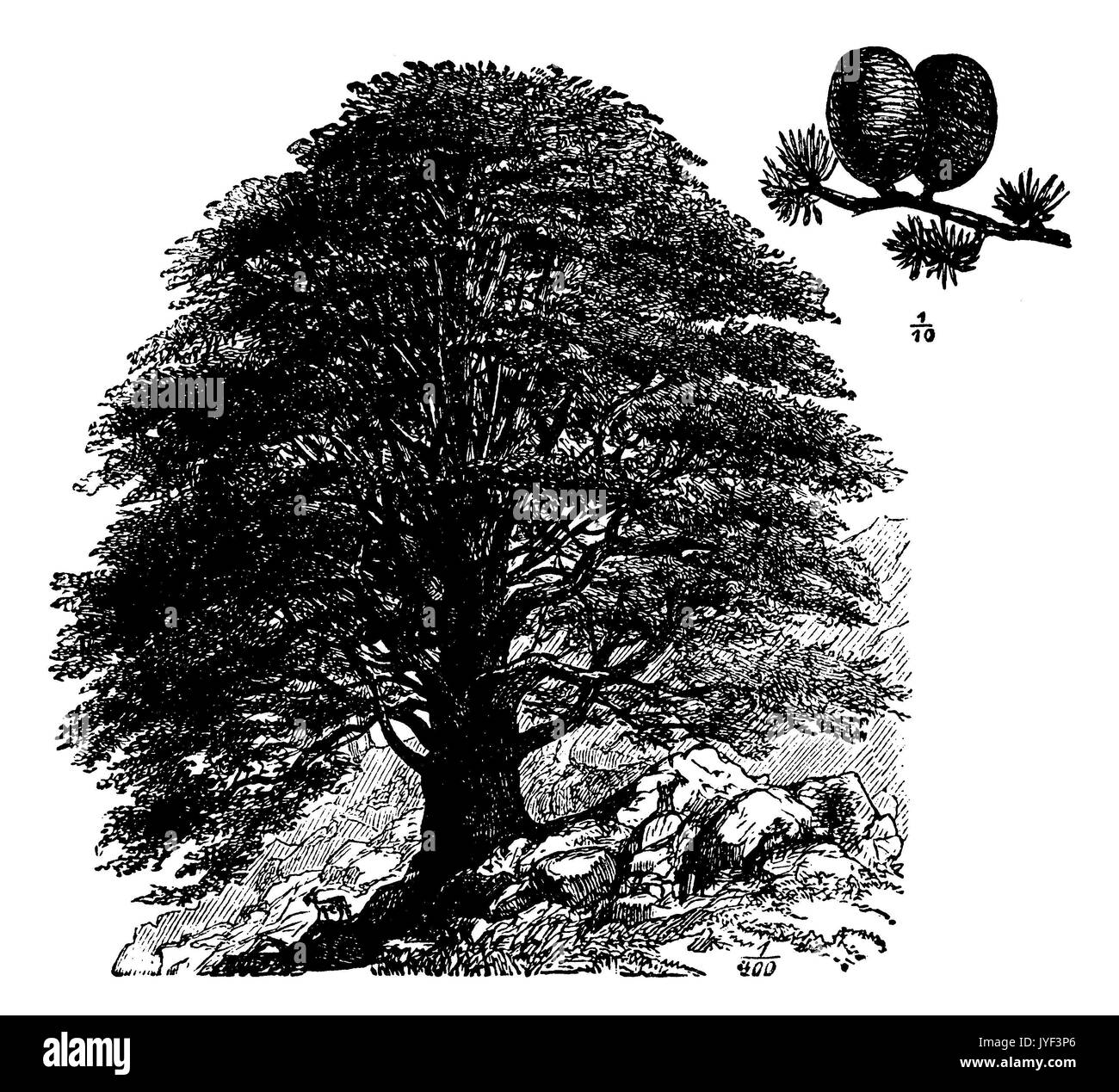 Cedar of lebanon Black and White Stock Photos & Images - Alamy