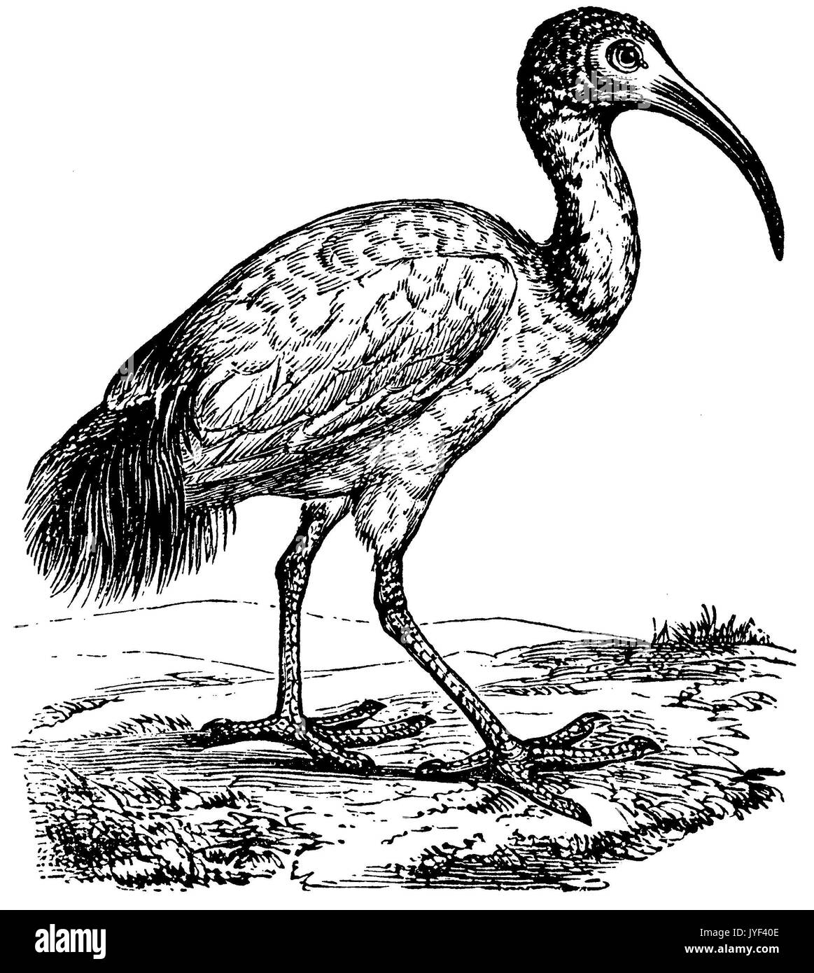 Ibis religiosa hires stock photography and images Alamy