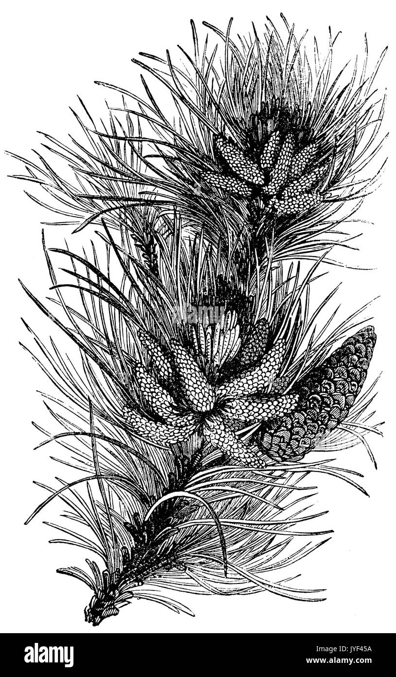 Cedar of lebanon Black and White Stock Photos & Images - Alamy