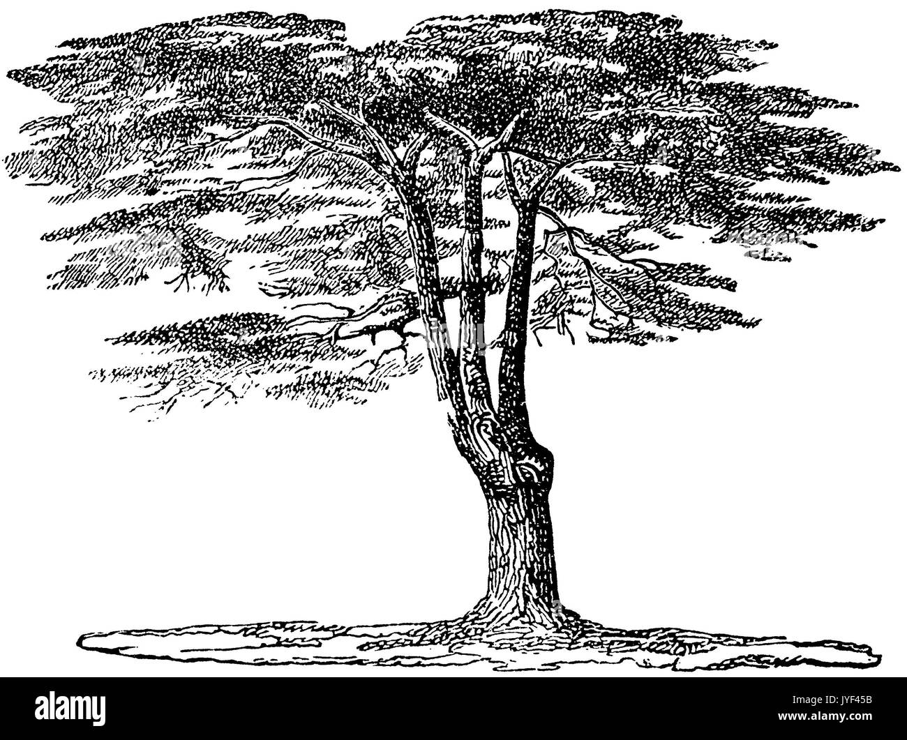Cedar illustration Black and White Stock Photos & Images - Alamy