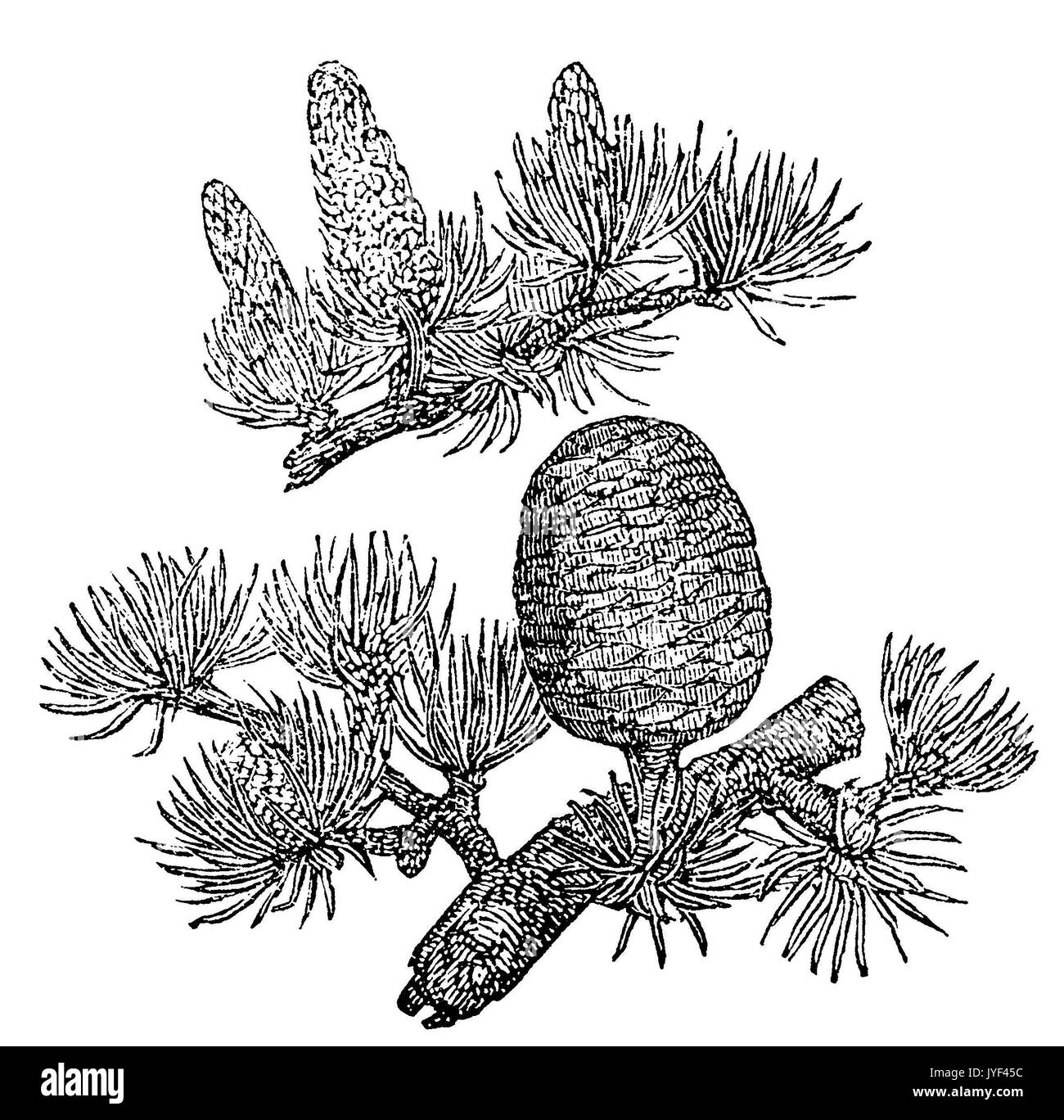 Cedar of lebanon Black and White Stock Photos & Images - Alamy
