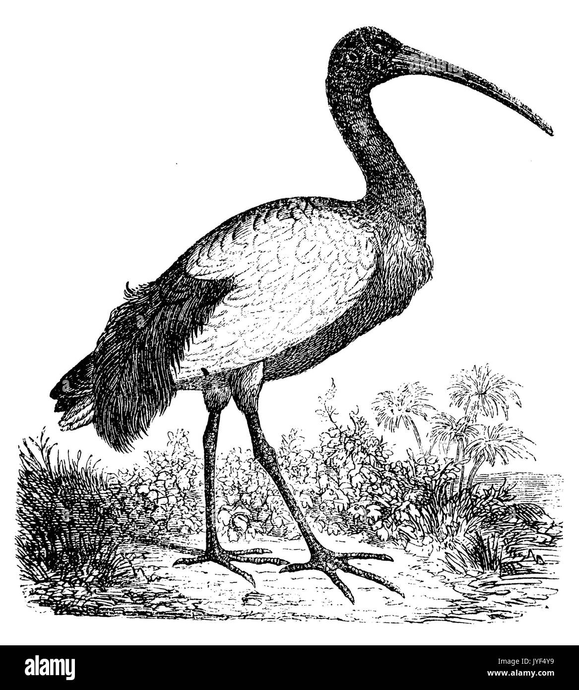 African sacred ibis Stock Photo Alamy