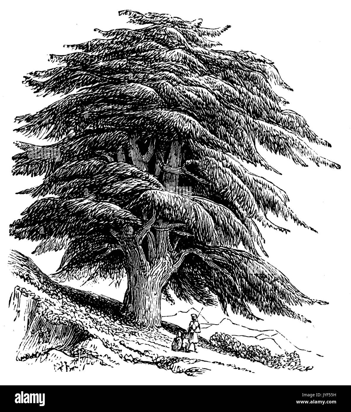 Cedar of Lebanon Stock Photo Alamy