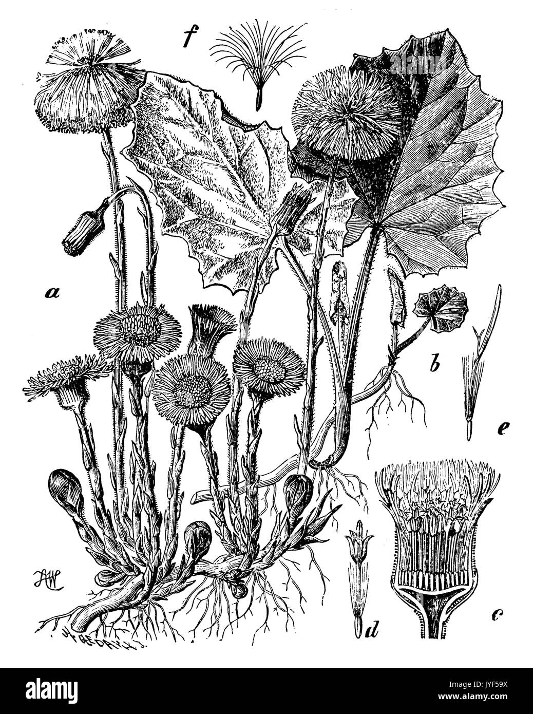 coltsfoot Stock Photo